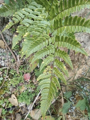 Dryopteris fuscipes