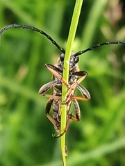 Stictoleptura rubra