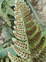 Dryopteris fuscipes