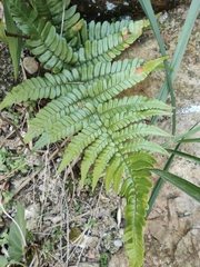 Dryopteris fuscipes