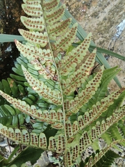 Dryopteris fuscipes