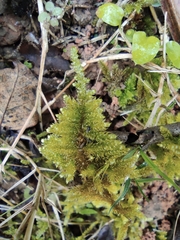 Hypnum plumaeforme