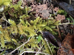 Hypnum plumaeforme