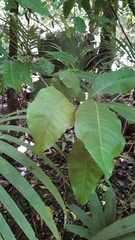 Planchonella obovata