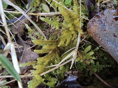 Hypnum plumaeforme