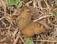 Junonia iphita iphita