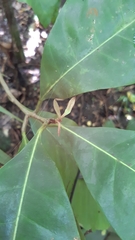 Planchonella obovata