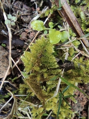 Hypnum plumaeforme