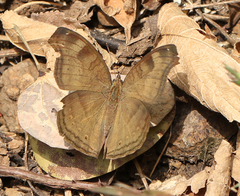 Junonia iphita iphita