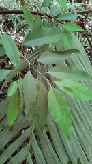 Tarenna sechellensis