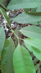 Tarenna sechellensis