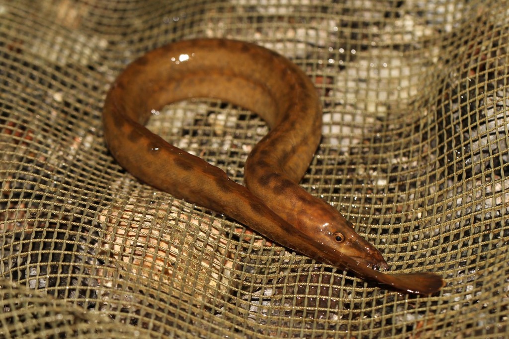 Malawi Spinyeel