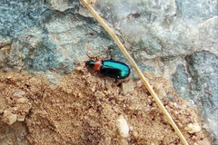 Lebia