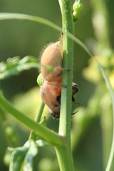 Phidippus pius