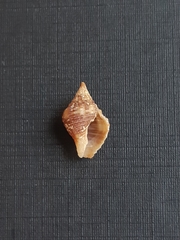 Gemophos