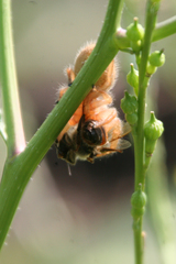 Phidippus pius
