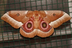 Gonimbrasia zambesina