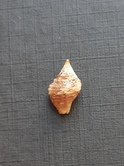 Gemophos