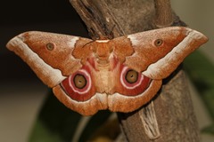 Gonimbrasia zambesina