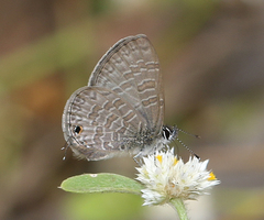 Prosotas nora ardates