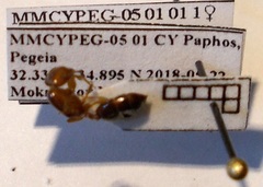 Crematogaster lorteti