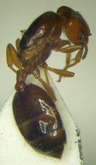 Crematogaster lorteti