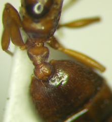 Crematogaster lorteti