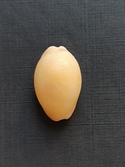 Luria cinerea