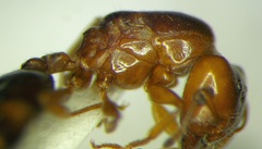 Crematogaster lorteti