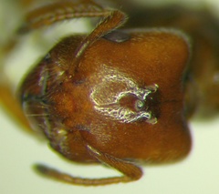 Crematogaster lorteti