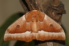 Gonimbrasia zambesina