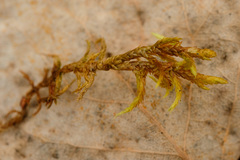Entodon concinnus