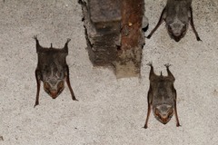 Taphozous mauritianus