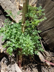 Cicuta mexicana
