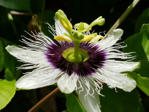 Passiflora edulis