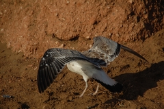 Ichthyaetus ichthyaetus