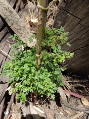 Cicuta mexicana