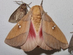 Syssphinx montana