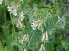 Vicia pannonica