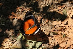 Euphaedra nigrobasalis