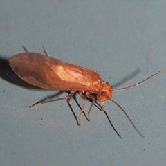 Valenzuela pinicola