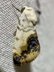 Acontia behrii