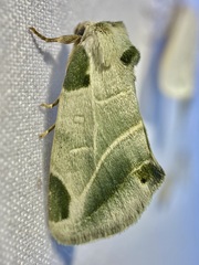 Heminocloa mirabilis