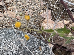 Bebbia atriplicifolia
