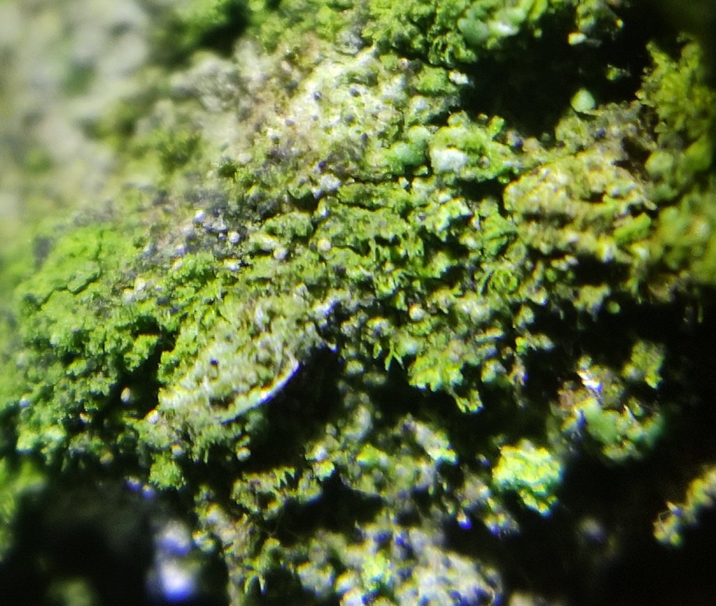 Psoroglaena stigonemoides