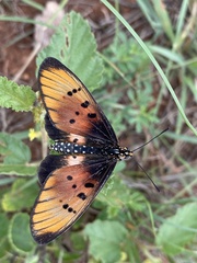 Acraea aglaonice