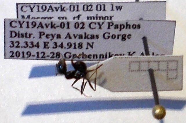 Messor bucephalus