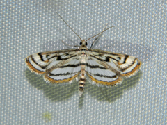 Parapoynx badiusalis