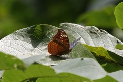 Euryphura achlys