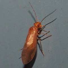 Valenzuela pinicola